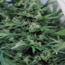 Sour Diesel #2 Feminizada Humboldt Seed