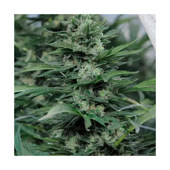 Sour Diesel #2 Feminizada Humboldt Seed