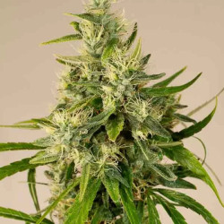 TRAINWRECK