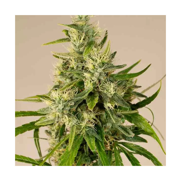 Trainwreck Feminizada Humboldt Seed