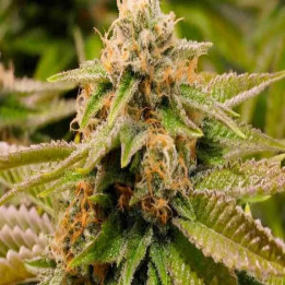 Gorilla Breath Feminizada Humboldt Seed