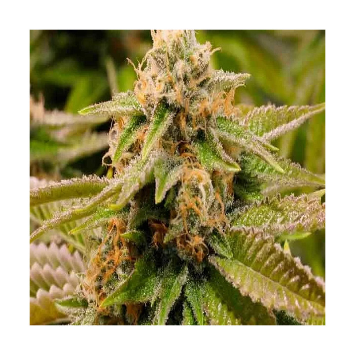 Gorilla Breath Feminizada Humboldt Seed