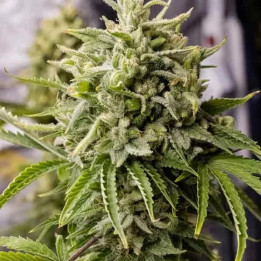 Bubba Kush Auto Humboldt Seed