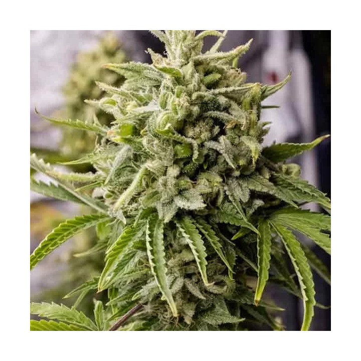Bubba Kush Auto Humboldt Seed
