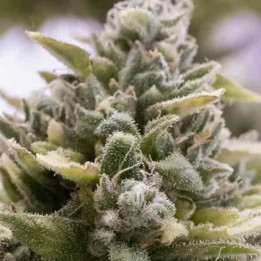 OG Kush Auto 【Humboldt Seed】