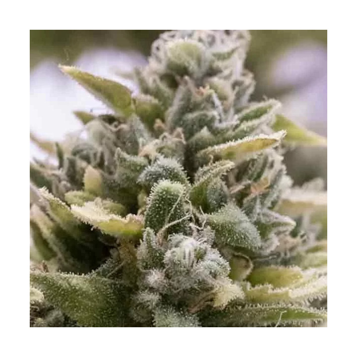 OG Kush Auto Humboldt Seed