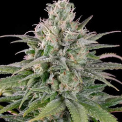 UK Cheese Auto