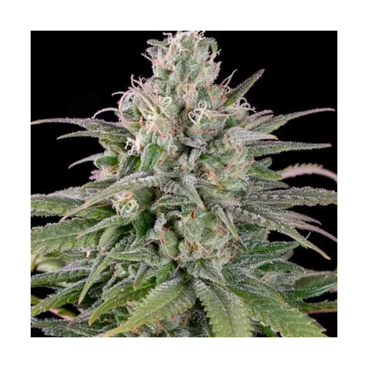 UK Cheese Auto Humboldt Seed