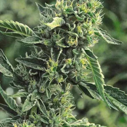 OG Kush Regular Humboldt Seed