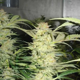 White Widow Feminizada 【Medical Seeds】