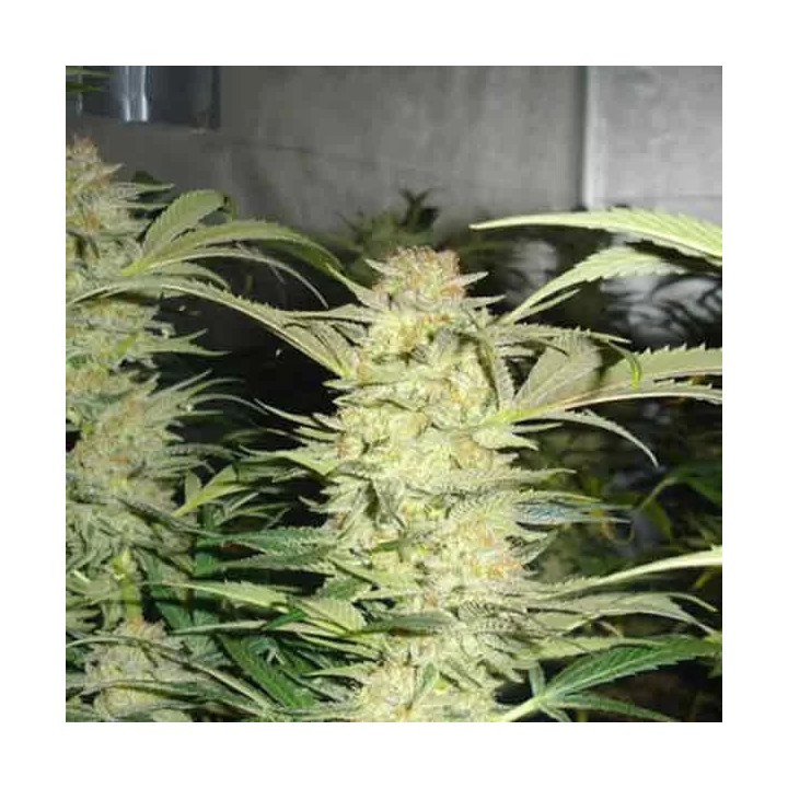 White Widow Feminizada Medical Seeds