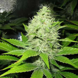 Sour Diesel Feminizada 【Medical Seeds】