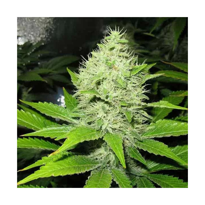 Sour Diesel Feminizada Medical Seeds