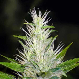Malakoff Feminizada 【Medical Seeds】