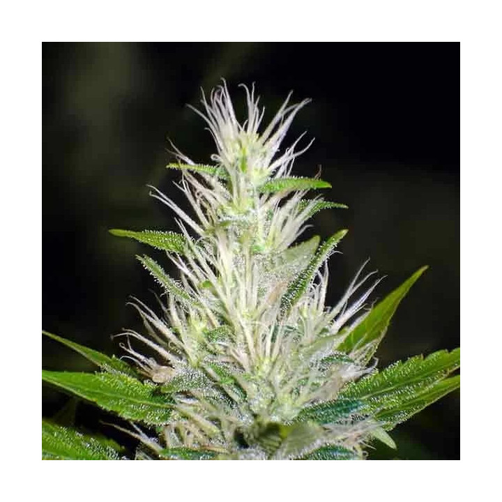 Malakoff Feminizada Medical Seeds