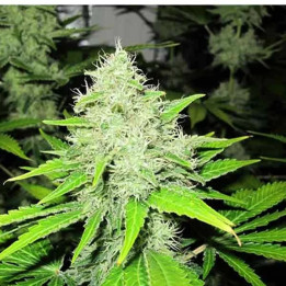 Devil Fruit Feminizada 【Medical Seeds】