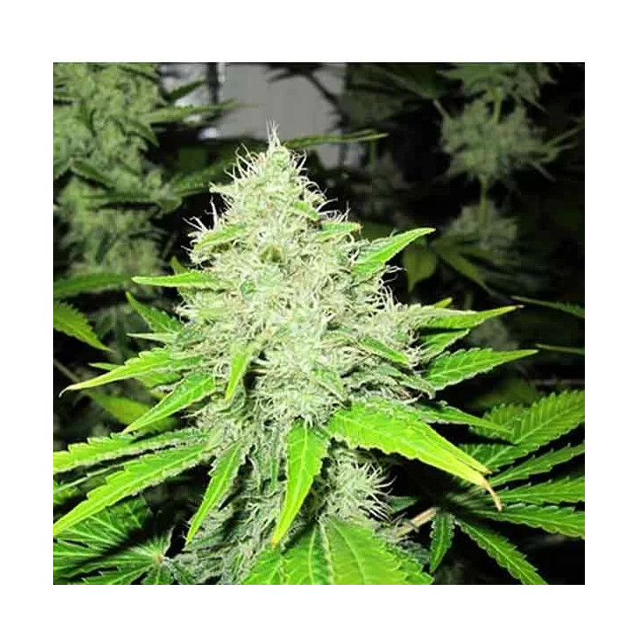 Devil Fruit Feminizada Medical Seeds