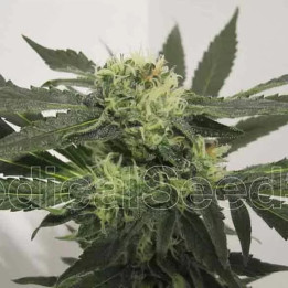 Y Griega CBD Feminizada 【Medical Seeds】