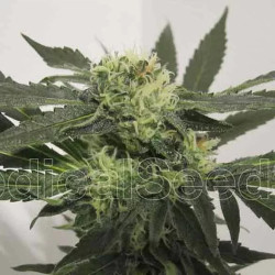 Y Griega CBD