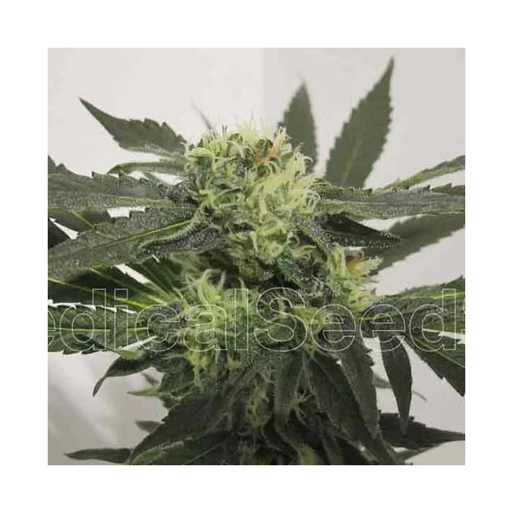 Y Griega CBD Feminizada 【Medical Seeds】