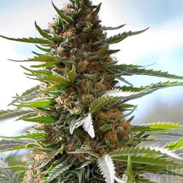 Over Dawg Feminizada Medical Seeds