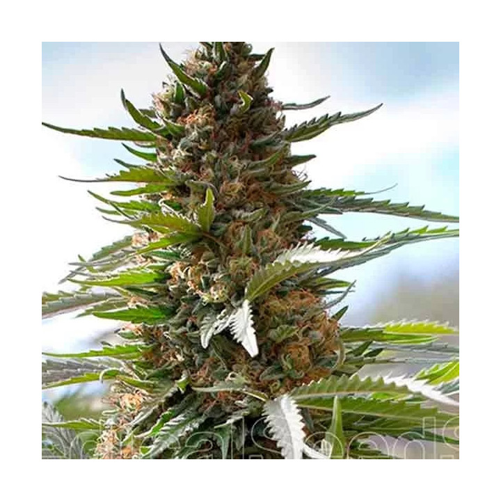 Over Dawg Feminizada Medical Seeds
