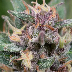 Blue Hell Auto