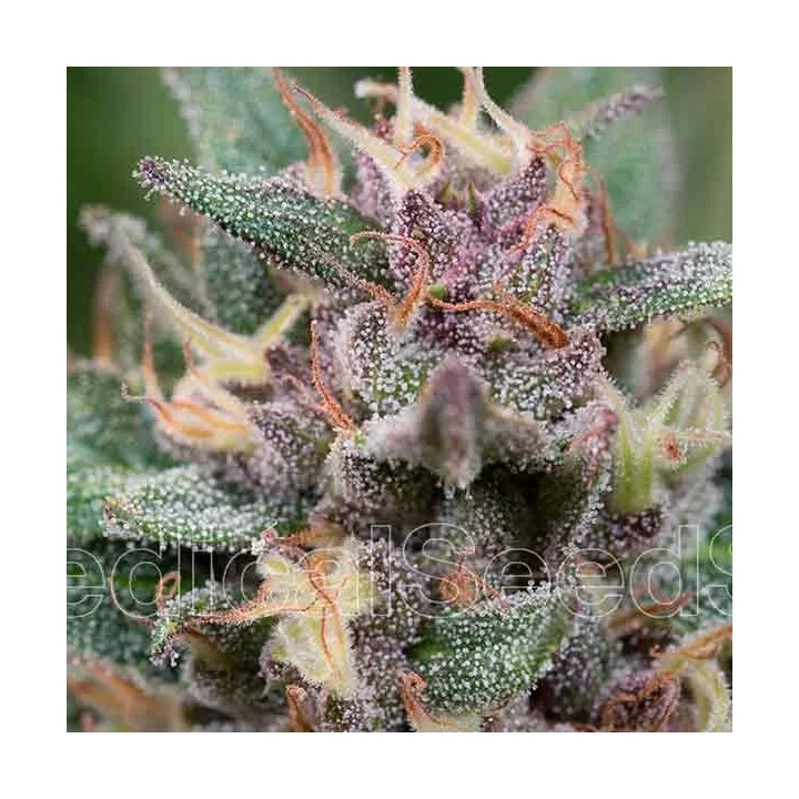 Blue Hell Auto Medical Seeds
