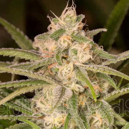 No Name Auto 【Medical Seeds】