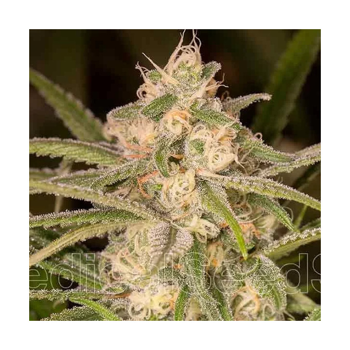 No Name Auto Medical Seeds