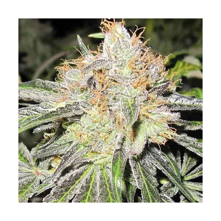 Deep Neville Regular Medical Seeds
