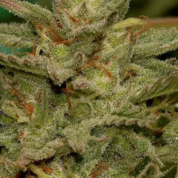 Mr Amnesia Mass