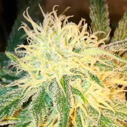 Mr. Sugar Lemon Haze Feminizada 【Mr. Hide】