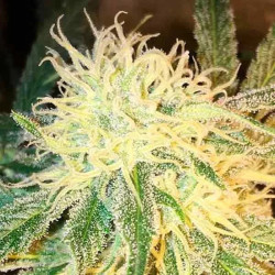 MR SUGAR LEMON HAZE