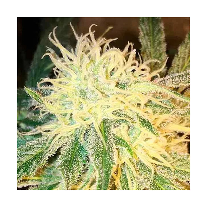 Mr. Sugar Lemon Haze Feminizada Mr. Hide