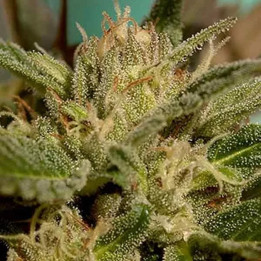 Mr. Jekyll Kush Feminizada 【Mr. Hide】