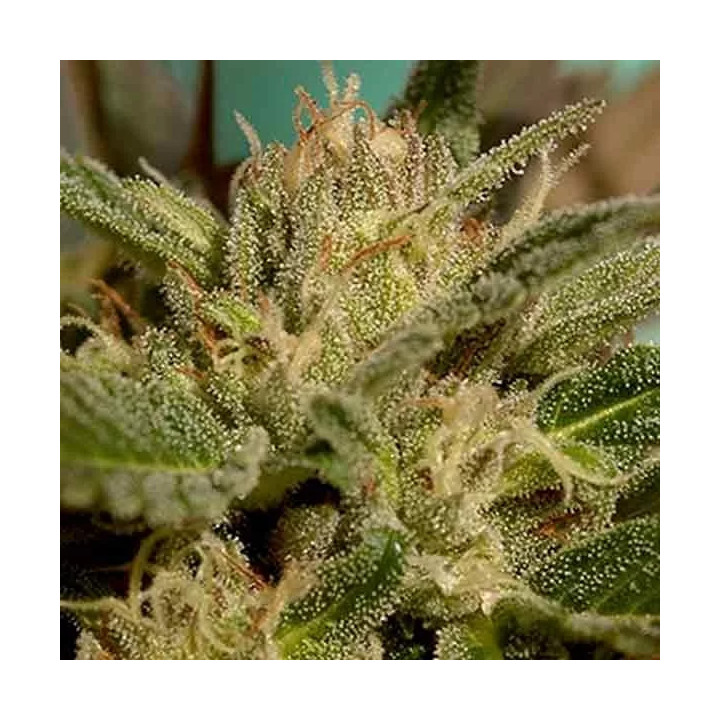 Mr. Jekyll Kush Feminizada Mr. Hide