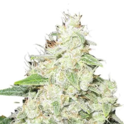 Mr Sour-R