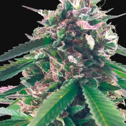 Mr. Blueberry Bud Feminizada 【Mr. Hide】