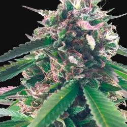 MR BLUEBERRY BUD