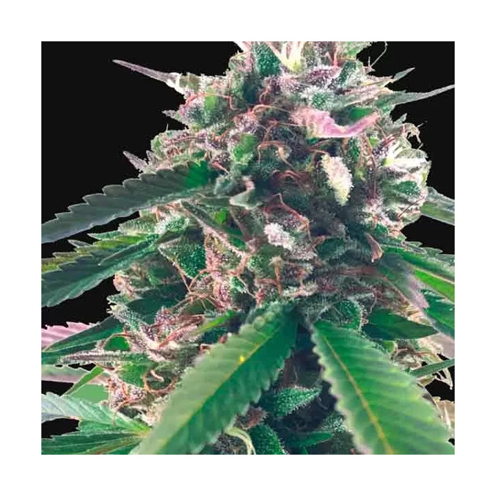 Mr. Blueberry Bud Feminizada Mr. Hide