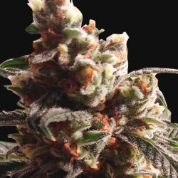 MR MANGO CRACK