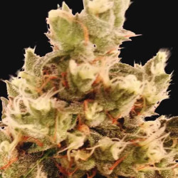 MR GORILLA CREAM