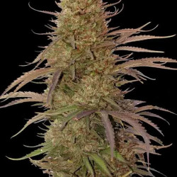 AUTO CREAM MASS