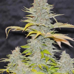AUTO DIESEL MASS
