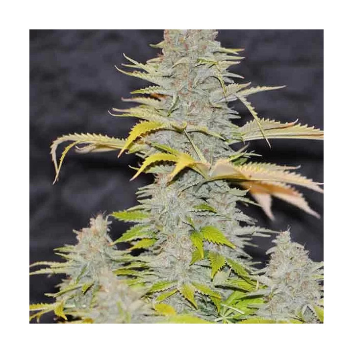 Auto Diesel Mass Mr. Hide