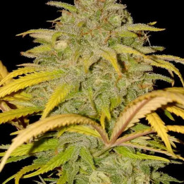 Auto Northern Cream 【Mr. Hide】