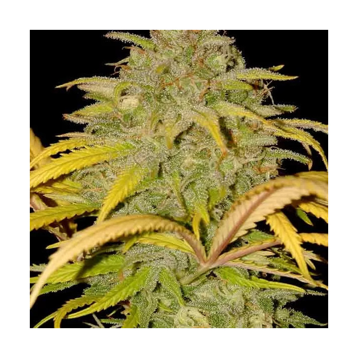 Auto Northern Cream Mr. Hide
