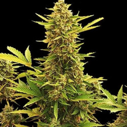AUTO AMNESIA
