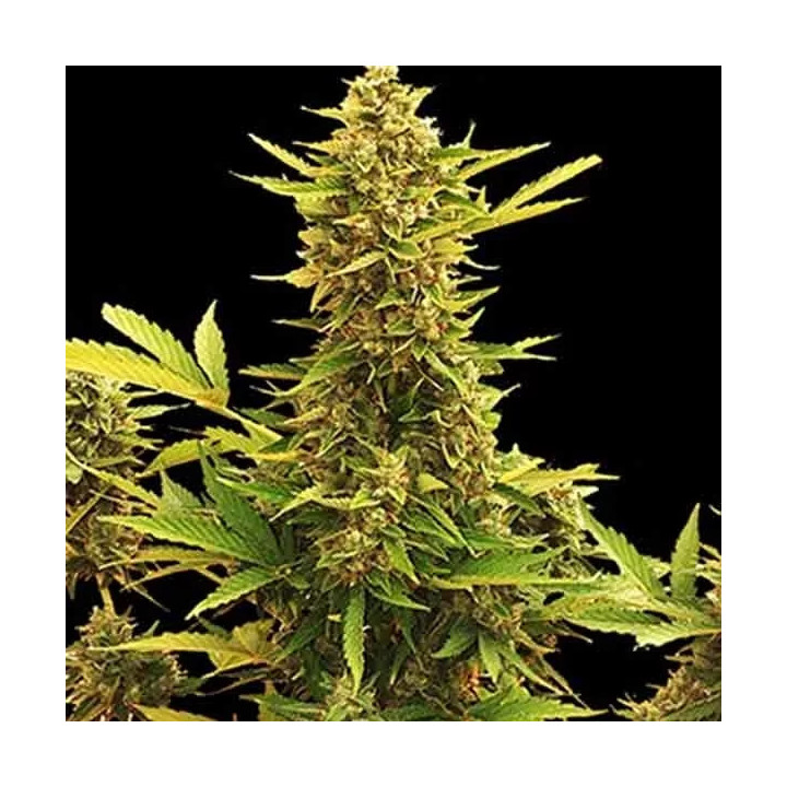 Auto Amnesia Mr. Hide